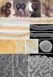 Attēlu rezultāti vaicājumam “Trichia ambigua stalked”