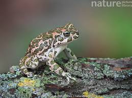 Attēlu rezultāti vaicājumam “Pseudepidalea viridis”