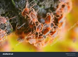 Attēlu rezultāti vaicājumam “Bryobia praetiosa”