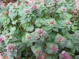 Attēlu rezultāti vaicājumam “Lamium purpureum flower”