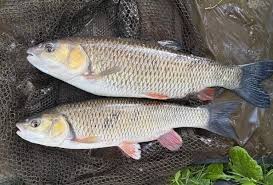 Image result for Plough Angling Society