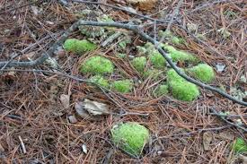 Attēlu rezultāti vaicājumam “Brachythecium salebrosum sporophyte”