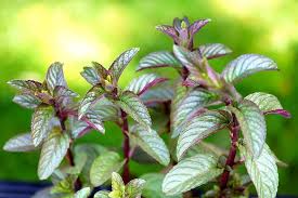 Image result for Pfefferminze