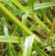 Attēlu rezultāti vaicājumam “Carex vulpina”