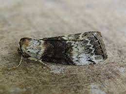 Attēlu rezultāti vaicājumam “Tetheella fluctuosa”