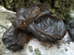 Attēlu rezultāti vaicājumam “Exidia truncata”