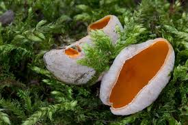 Attēlu rezultāti vaicājumam “Sarcoscypha austriaca var. lutea”