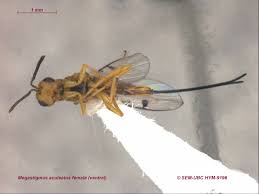 Attēlu rezultāti vaicājumam “Torymidae”