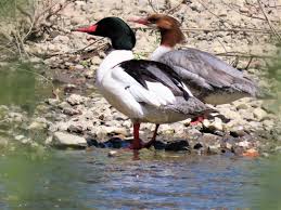 Attēlu rezultāti vaicājumam “Mergus merganser female”
