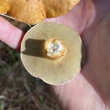 Attēlu rezultāti vaicājumam “Suillus bovinus”