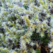 Attēlu rezultāti vaicājumam “Racomitrium canescens”