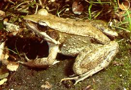 Attēlu rezultāti vaicājumam “Ranidae”