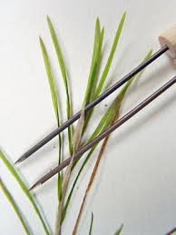 Attēlu rezultāti vaicājumam “Potamogeton rutilus”