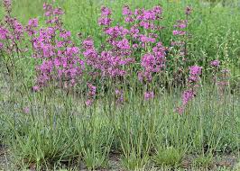 Image result for Pechnelke