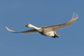 Attēlu rezultāti vaicājumam “Cygnus columbianus”