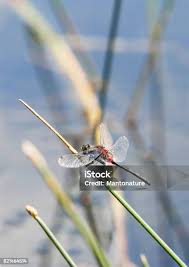 Attēlu rezultāti vaicājumam “Leucorrhinia dubia male”