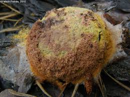 Attēlu rezultāti vaicājumam “Fuligo septica var. rufa”