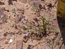 Attēlu rezultāti vaicājumam “Spergularia rubra flower”