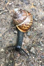 Attēlu rezultāti vaicājumam “Arianta arbustorum”