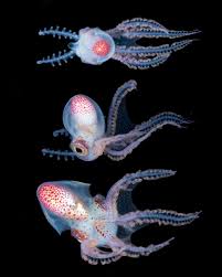 Attēlu rezultāti vaicājumam “Polypogon tentacularius male”