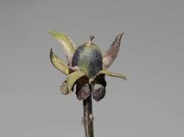 Attēlu rezultāti vaicājumam “Viola arvensis flower”