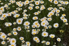 Image result for Chrysanthemum leucanthemum