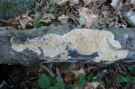 Attēlu rezultāti vaicājumam “Phlebia rufa”