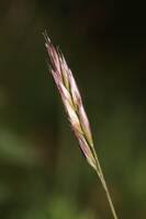 Attēlu rezultāti vaicājumam “Danthonia decumbens bud”