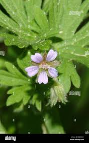 Attēlu rezultāti vaicājumam “Geranium pusillum flower”