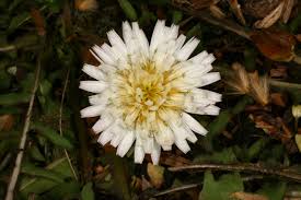 Attēlu rezultāti vaicājumam “Taraxacum suecicum flower”