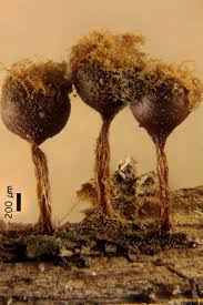 Attēlu rezultāti vaicājumam “Trichia botrytis var. cerifera”