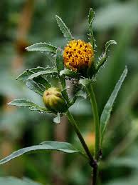 Attēlu rezultāti vaicājumam “Bidens frondosa leaf”