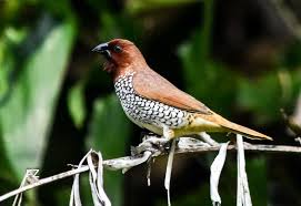 Attēlu rezultāti vaicājumam “Scapania lingulata”