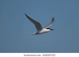 Attēlu rezultāti vaicājumam “Sterna sandvicensis adult”