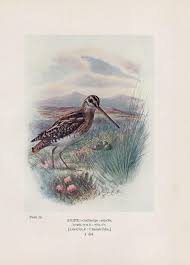 Attēlu rezultāti vaicājumam “Scolopax rusticola eggs”