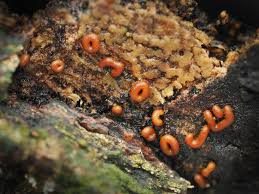 Attēlu rezultāti vaicājumam “Ophiotheca chrysosperma spores”