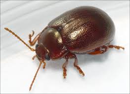 Attēlu rezultāti vaicājumam “Chrysolina staphylaea”