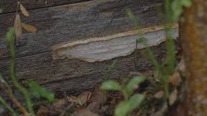 Attēlu rezultāti vaicājumam “Phellinus chrysoloma”