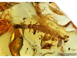 Attēlu rezultāti vaicājumam “Raphidioptera larva”