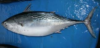 Image result for Euthynnus affinis