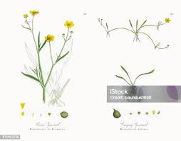 Attēlu rezultāti vaicājumam “Ranunculus flammula leaf”