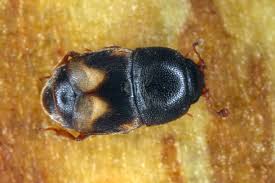 Attēlu rezultāti vaicājumam “Nitidulidae”