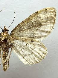 Attēlu rezultāti vaicājumam “Electrophaes corylata”