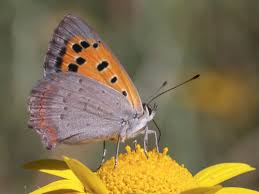 Attēlu rezultāti vaicājumam “Lycaena phlaeas”