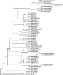 Attēlu rezultāti vaicājumam “Atrichum flavisetum sporophyte”