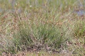 Attēlu rezultāti vaicājumam “Schoenus ferrugineus bud”
