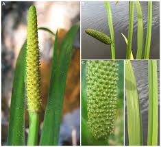 Attēlu rezultāti vaicājumam “Acoraceae”