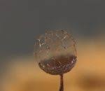 Attēlu rezultāti vaicājumam “Cribraria atrofusca”