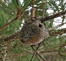 Attēlu rezultāti vaicājumam “Retinia resinella pupa”