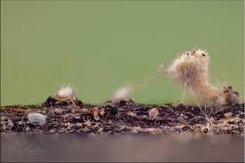 Attēlu rezultāti vaicājumam “Didymium squamulosum macro”